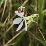 Oenothera lindheimeri bloemen in volle bloei met groene bladeren.