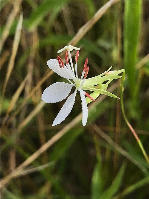 Oenothera lindheimeri bloemen in volle bloei met groene bladeren.