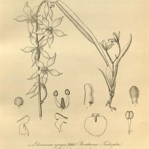 Close-up of white and purple Oliveriana orchid bloom on green leaves.