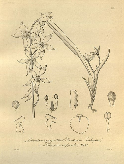 Close-up of white and purple Oliveriana orchid bloom on green leaves.