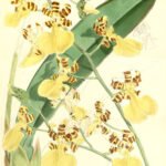 Trichocentrum splendidum orchidee met tijgerstrepen, felgele bloemen en groene bladeren.