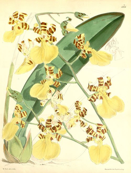 Trichocentrum splendidum orchidee met tijgerstrepen, felgele bloemen en groene bladeren.