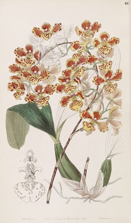 Oncidium amictum orchidee met gele bloemen en rode vlekken.