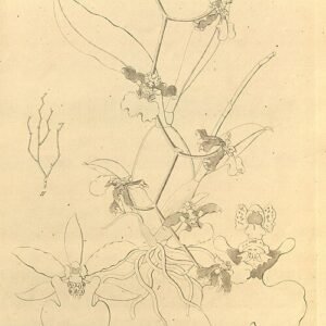 Oncidium ensatum orchidee bloemen in wit en geel met groen blad.