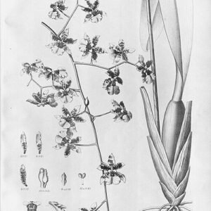 Oncidium baueri orchidee bloemen in gele en bruine tinten.