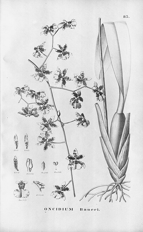 Oncidium baueri orchidee bloemen in gele en bruine tinten.