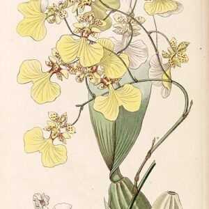 Gele en bruine Oncidium bicolor orchidee met opvallende bloembladeren.