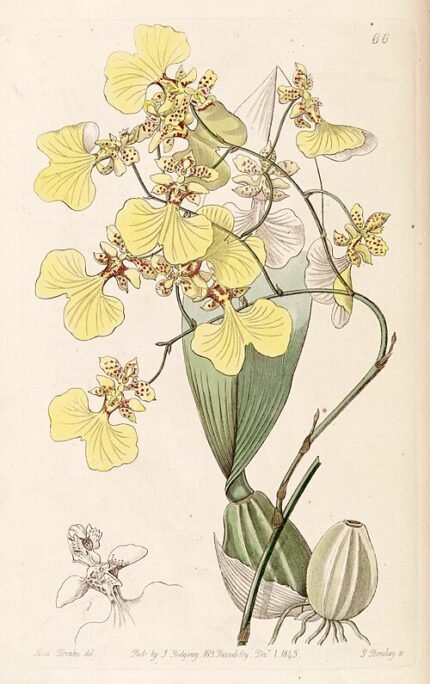 Gele en bruine Oncidium bicolor orchidee met opvallende bloembladeren.