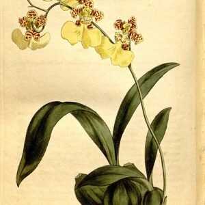 Yellow and brown Gomesa bifolia orchid flower on green leaves.