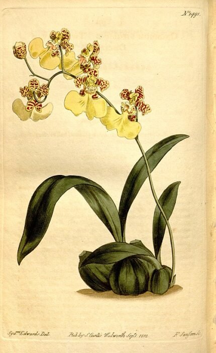 Yellow and brown Gomesa bifolia orchid flower on green leaves.