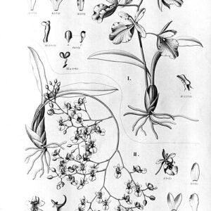 Vibrant gele en oranje Gomesa longicornu orchidee met lange kelkbladen.