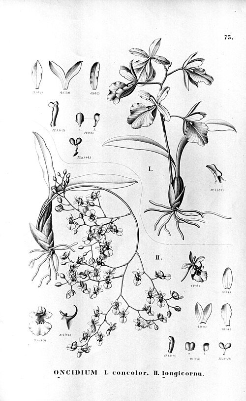 Vibrant gele en oranje Gomesa longicornu orchidee met lange kelkbladen.