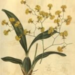 Gomesa flexuosa orchidee bloem in gele en bruine tinten met bloemblaadjes en bladeren.