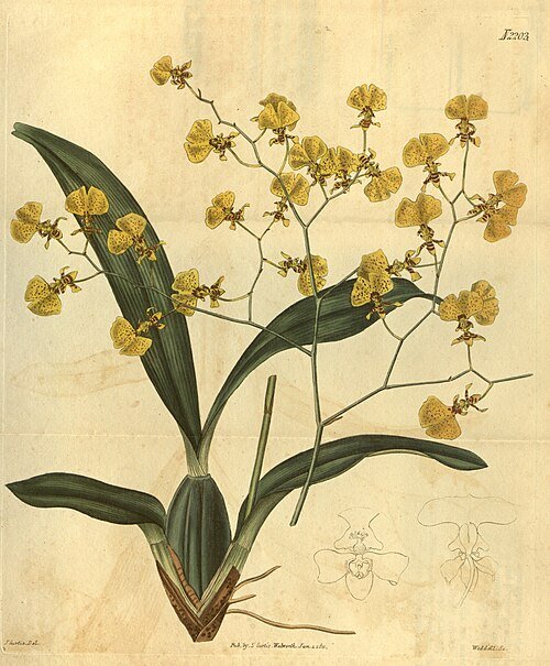 Gomesa flexuosa orchidee bloem in gele en bruine tinten met bloemblaadjes en bladeren.