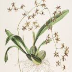 Oncidium hastatum orchidee met gele en bruine bloemen.