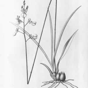 Yellow and brown Gomesa hydrophila orchid with green leaves on long stem.