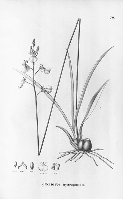 Yellow and brown Gomesa hydrophila orchid with green leaves on long stem.