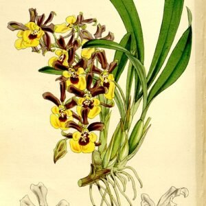 Yellow Oncidium longipes orchid flower in full bloom on green background.