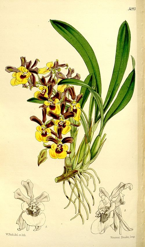 Yellow Oncidium longipes orchid flower in full bloom on green background.