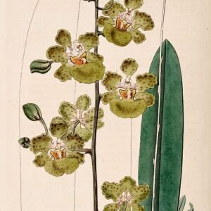 Trichocentrum luridum orchidee met gele en paarse bloemen op groene bladeren.