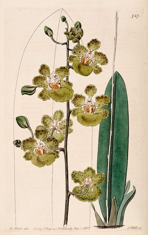 Trichocentrum luridum orchidee met gele en paarse bloemen op groene bladeren.