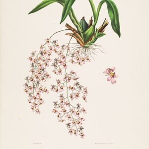 Oncidium ornithorhynchum orchidee met gele en bruine bloemen op groene bladeren.