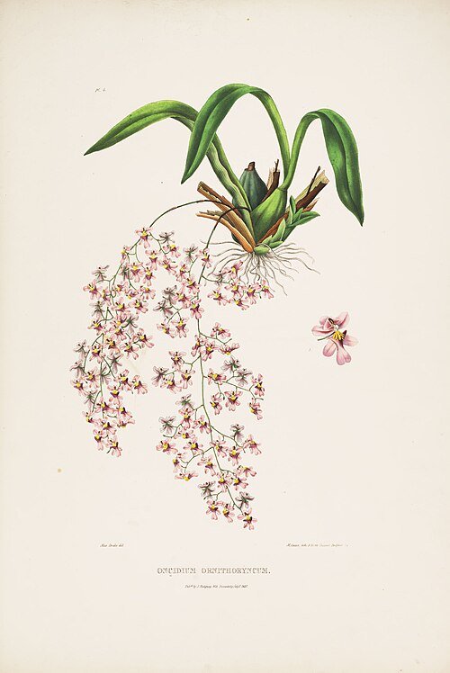 Oncidium ornithorhynchum orchidee met gele en bruine bloemen op groene bladeren.