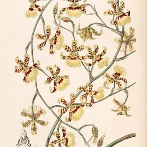 Gele orchideebloem Oncidium sphacelatum met donkere vlekken op botanische illustratie.