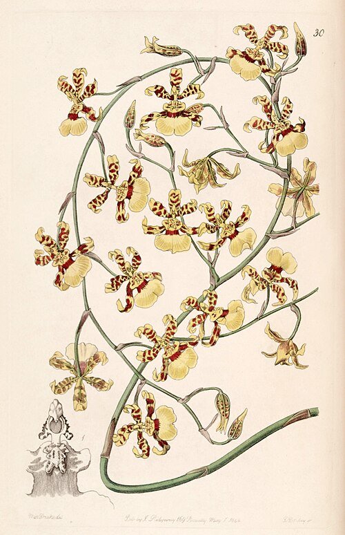 Gele orchideebloem Oncidium sphacelatum met donkere vlekken op botanische illustratie.