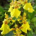Gele Oncidium varicosum orchidee in volle bloei met kleine bloemen.
