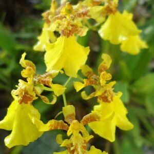 Gele Oncidium varicosum orchidee in volle bloei met kleine bloemen.