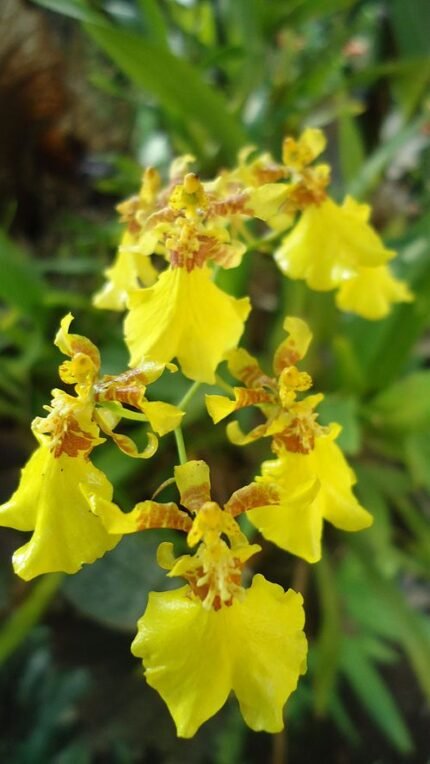 Gele Oncidium varicosum orchidee in volle bloei met kleine bloemen.