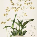 Yellow and brown Oncidium wentworthianum orchid flower against green leaves.