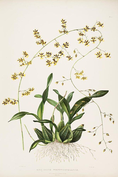 Yellow and brown Oncidium wentworthianum orchid flower against green leaves.