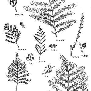 Onoclea sensibilis plant met groene bladeren, winterhardheid attribuut.