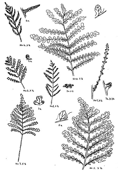 Onoclea sensibilis plant met groene bladeren, winterhardheid attribuut.