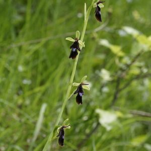 Vliegenorchis bloem met insectachtige vorm en delicate bloemblaadjes.