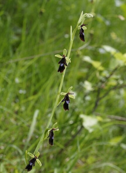 Vliegenorchis bloem met insectachtige vorm en delicate bloemblaadjes.