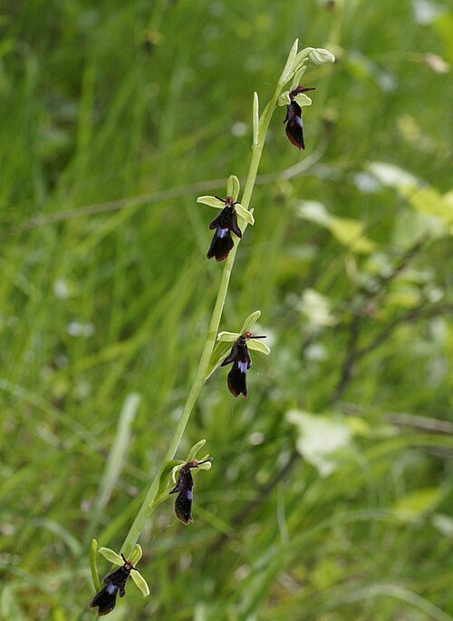 Vliegenorchis bloem met insectachtige vorm en delicate bloemblaadjes.