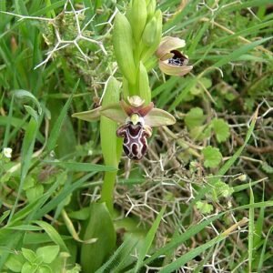 Ophrys kotschyi orchidee bloem met paarse kleur en gevlekte bloembladeren.