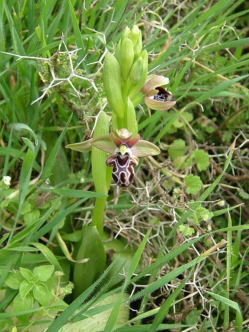 Ophrys kotschyi orchidee bloem met paarse kleur en gevlekte bloembladeren.