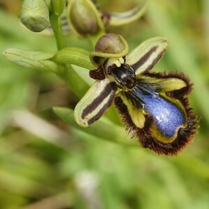 Close-up van paarse en witte Ophrys speculum bloem en knoppen.
