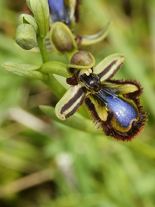Close-up van paarse en witte Ophrys speculum bloem en knoppen.