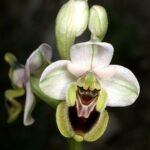 Ophrys tenthredinifera orchidee bloem op zonnige locatie in Mallorca.