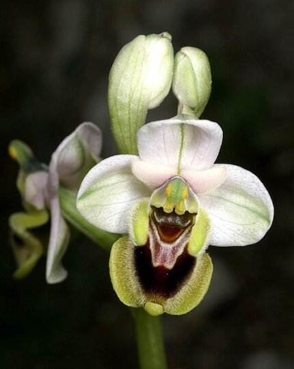 Ophrys tenthredinifera orchidee bloem op zonnige locatie in Mallorca.