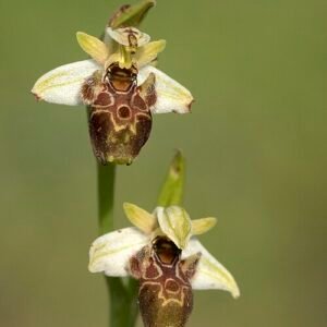 Ophrys umbilicata orchidee met gele bloem en paarse vlekken op groene bladeren.
