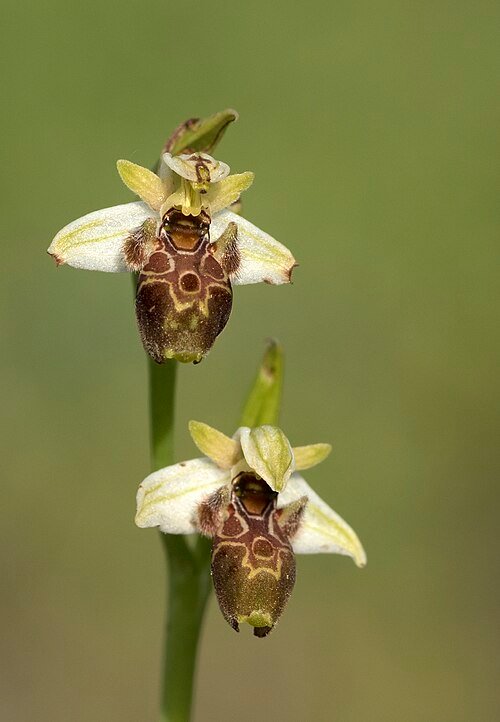 Ophrys umbilicata orchidee met gele bloem en paarse vlekken op groene bladeren.