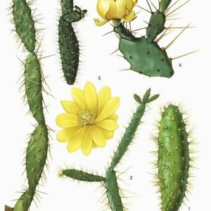 Opuntia repens cactus met heldergroene platte pads en scherpe stekels in zonlicht.