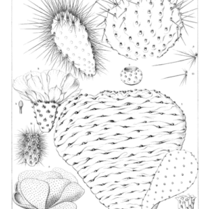 Opuntia basilaris cactus met platte groene pads en scherpe stekels.