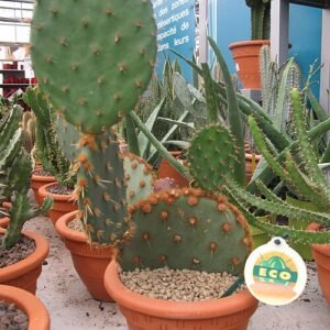 Opuntia aciculata cactus plant in een tuincentrum.